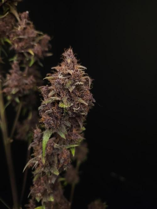 Banana Purple Auto. Week 12