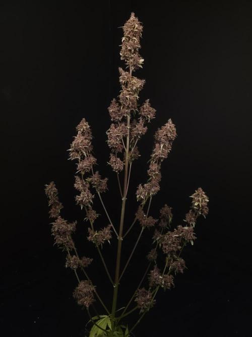 Banana Purple Auto. Week 12