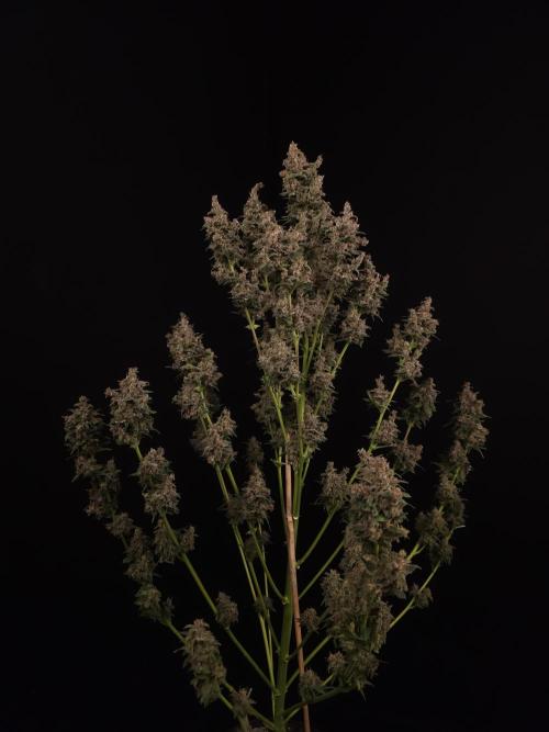 Banana Purple Auto. Week 12