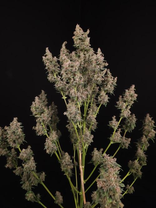 Banana Purple Auto. Week 12