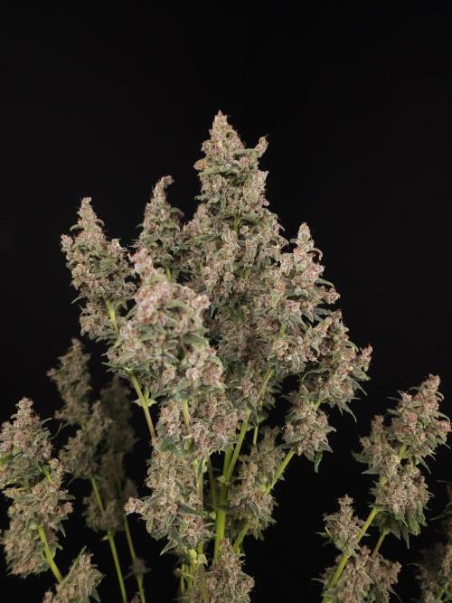 Banana Purple Auto. Week 12