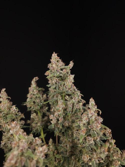 Banana Purple Auto. Week 12