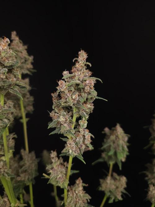 Banana Purple Auto. Week 12