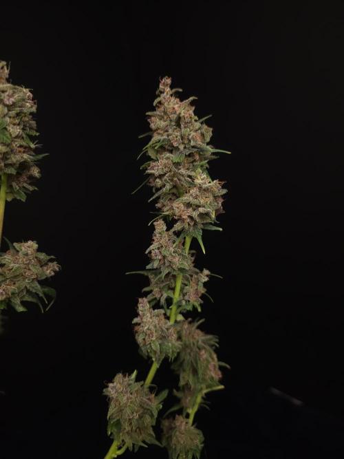 Banana Purple Auto. Week 12