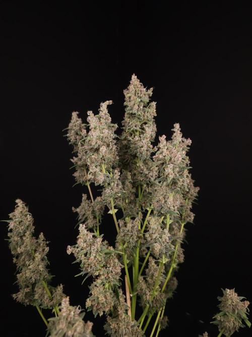 Banana Purple Auto. Week 12