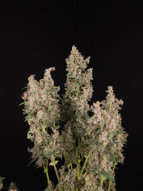 Banana Purple Auto. Week 12