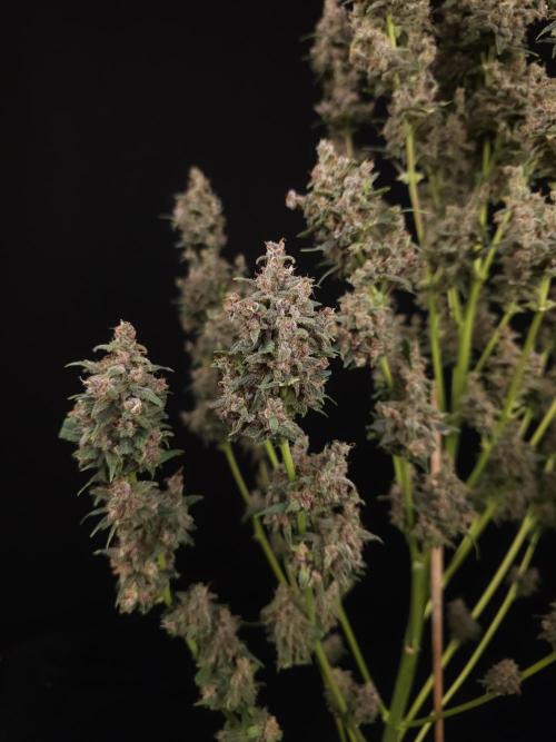 Banana Purple Auto. Week 12