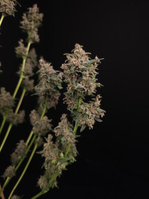 Banana Purple Auto. Week 12