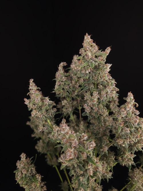 Banana Purple Auto. Week 12