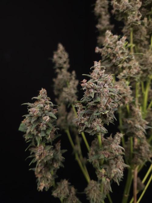 Banana Purple Auto. Week 12