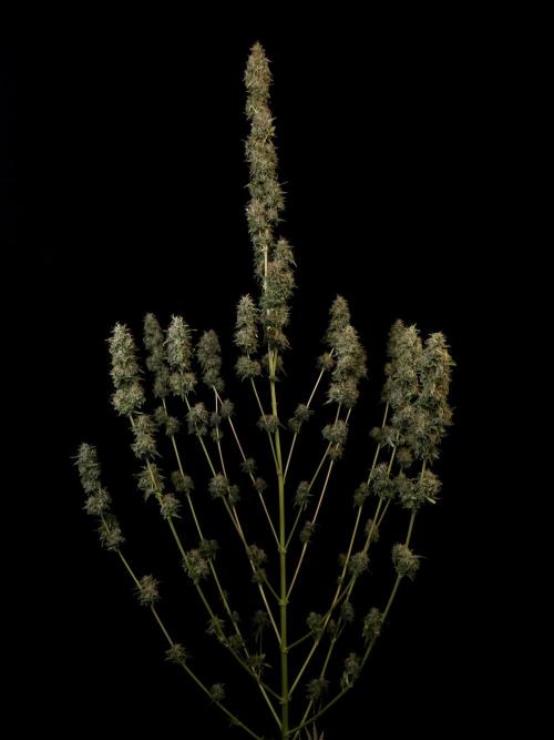 Auto Wappa 1. Week 13