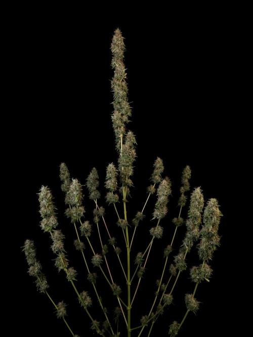 Auto Wappa 1. Week 13