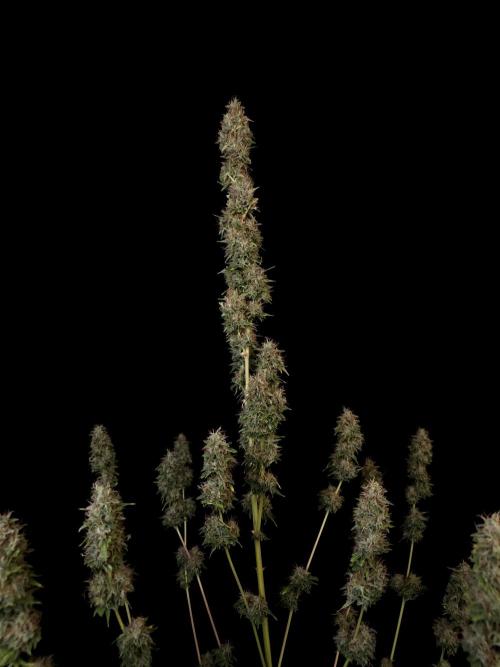 Auto Wappa 1. Week 13