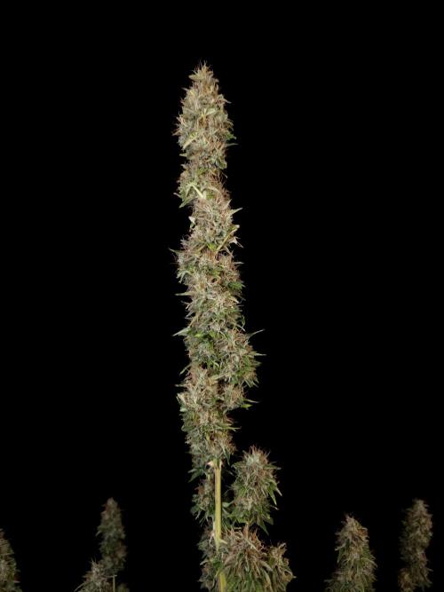 Auto Wappa 1. Week 13