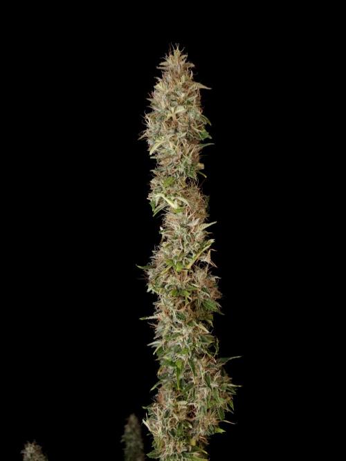 Auto Wappa 1. Week 13