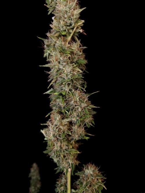 Auto Wappa 1. Week 13