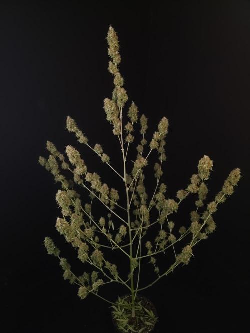 Vertigo Auto 2. Week 13