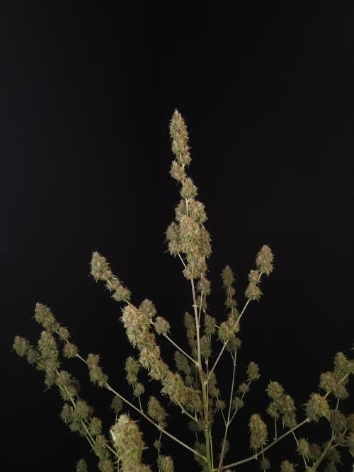 Vertigo Auto 2. Week 13