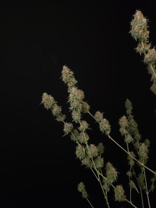 Vertigo Auto 2. Week 13