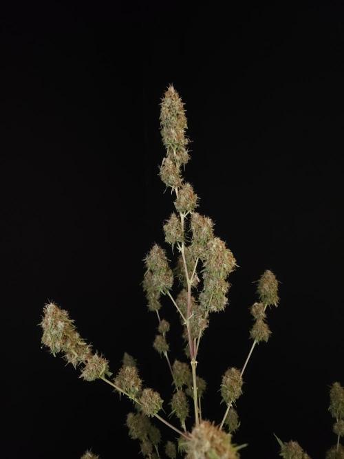 Vertigo Auto 2. Week 13