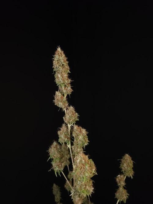 Vertigo Auto 2. Week 13