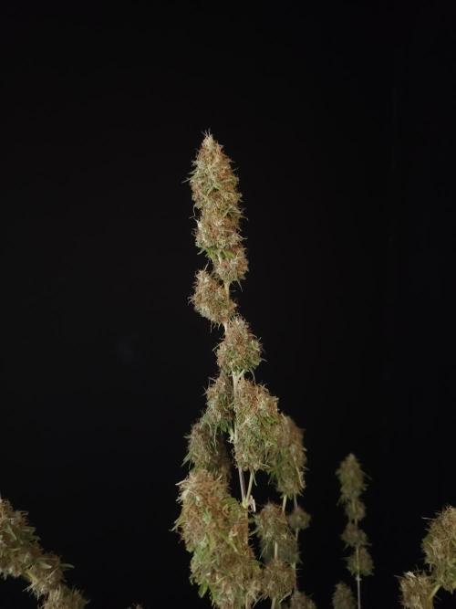 Vertigo Auto 2. Week 13