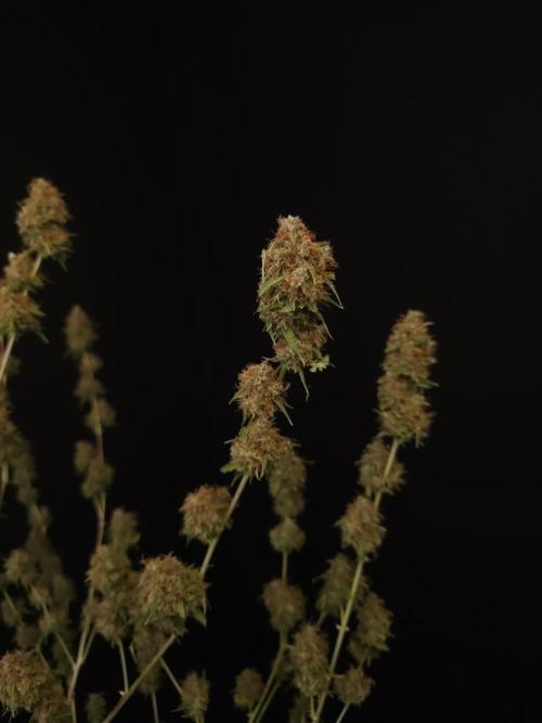 Vertigo Auto 2. Week 13