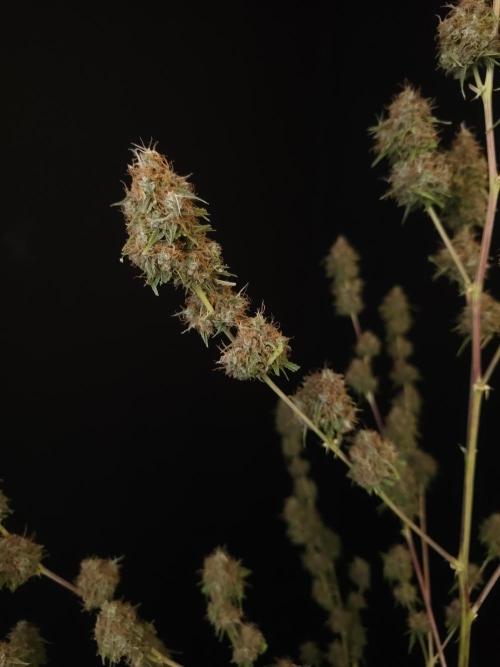 Vertigo Auto 2. Week 13