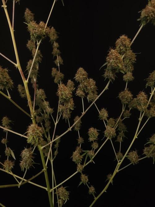 Vertigo Auto 2. Week 13