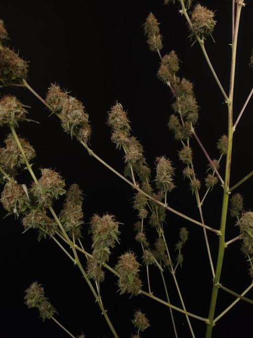 Vertigo Auto 2. Week 13