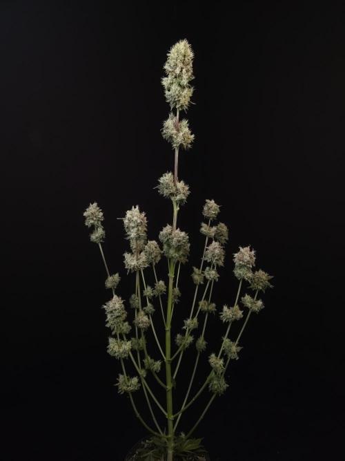 Test 50151 (2). Week 13