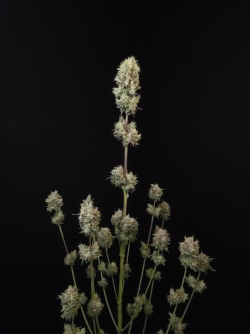 Test 50151 (2). Week 13