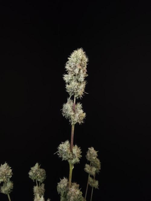 Test 50151 (2). Week 13