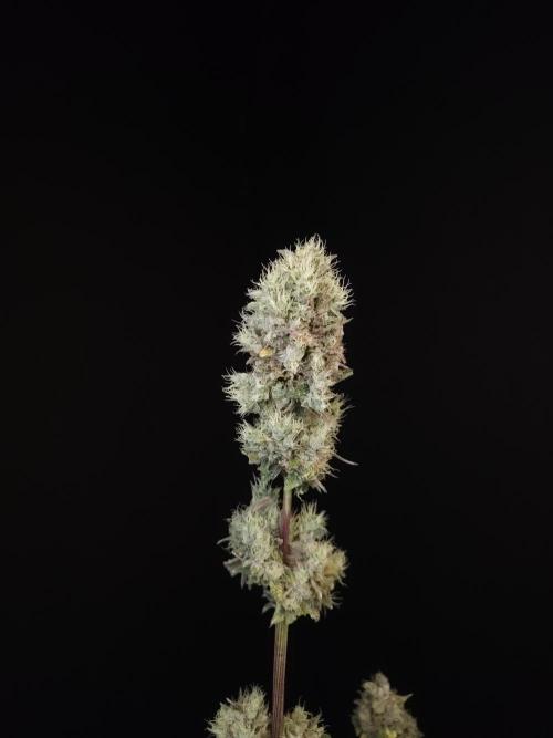 Test 50151 (2). Week 13