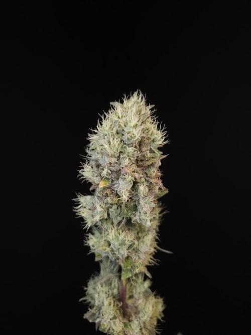 Test 50151 (2). Week 13