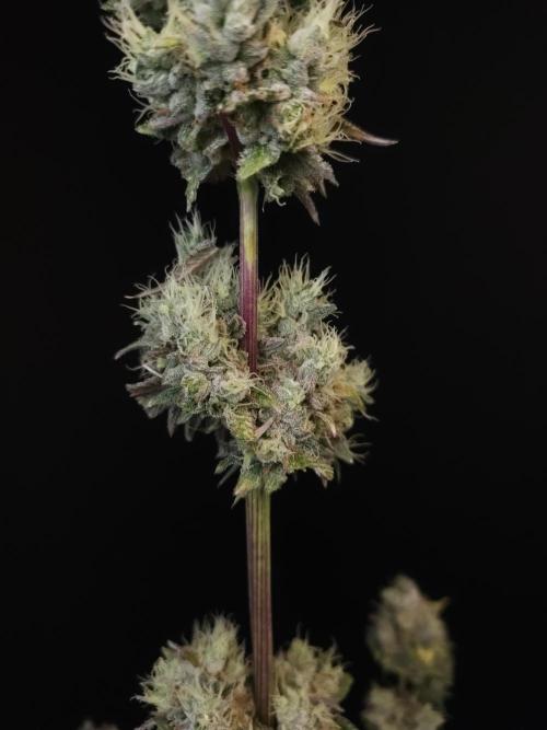 Test 50151 (2). Week 13