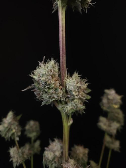 Test 50151 (2). Week 13