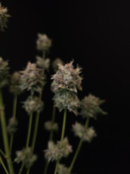 Test 50151 (2). Week 13