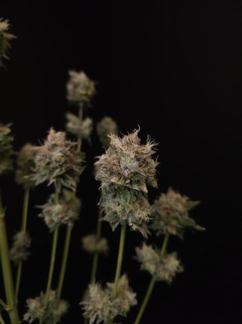 Test 50151 (2). Week 13