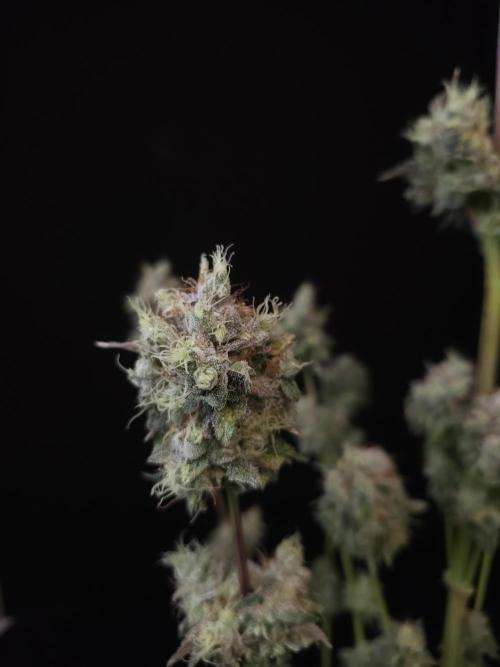 Test 50151 (2). Week 13