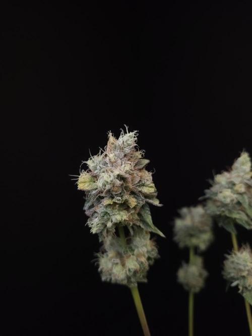 Test 50151 (2). Week 13