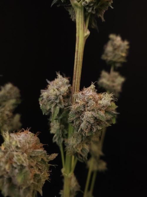 Test 50151 (2). Week 13