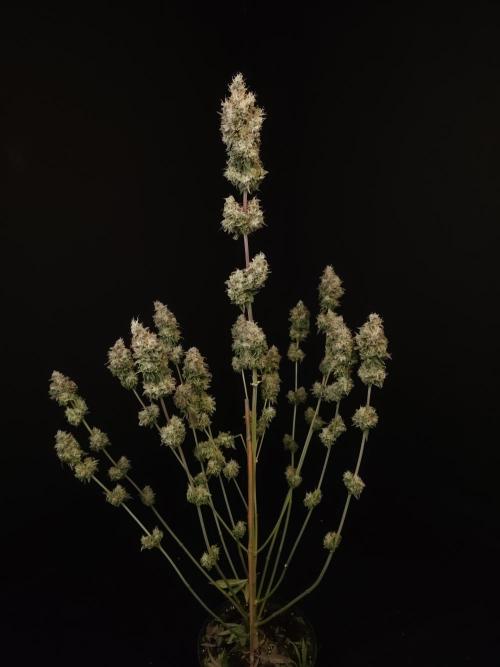 Test 101100  (1). Week 13