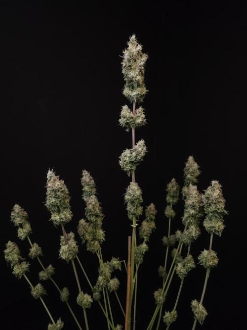 Test 101100  (1). Week 13