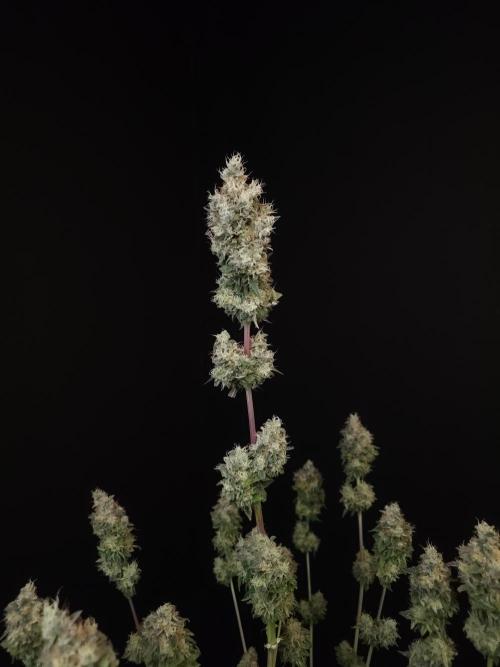 Test 101100  (1). Week 13