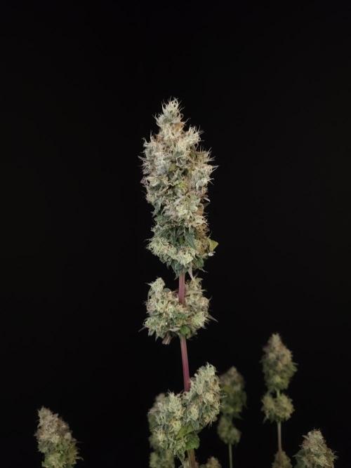 Test 101100  (1). Week 13