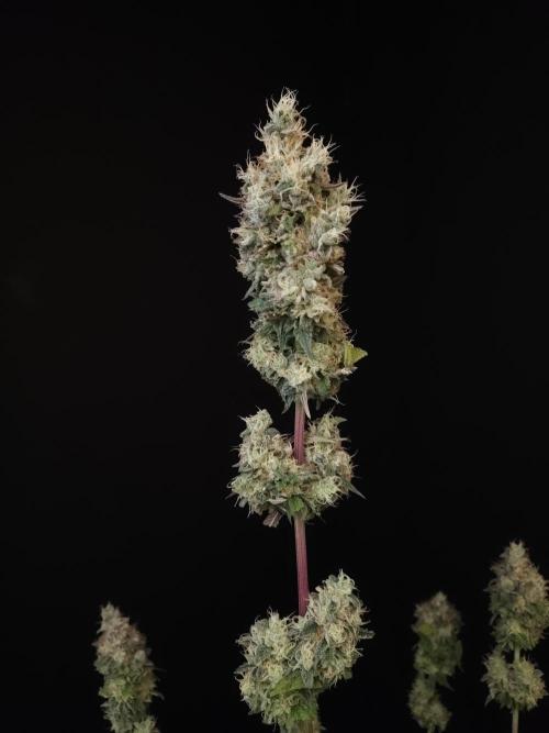 Test 101100  (1). Week 13