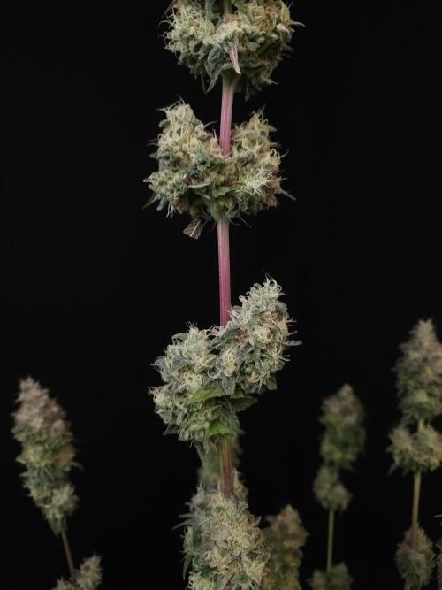 Test 101100  (1). Week 13