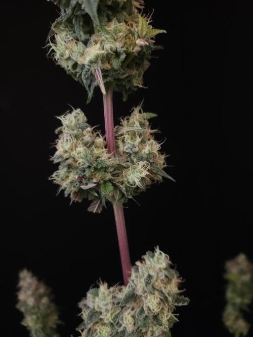 Test 101100  (1). Week 13