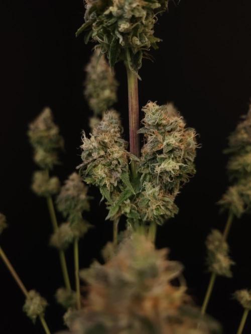 Test 101100  (1). Week 13